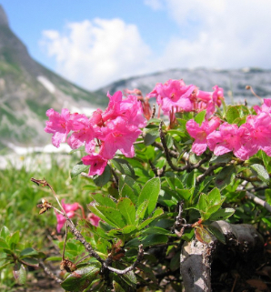 Alpenrose flowers