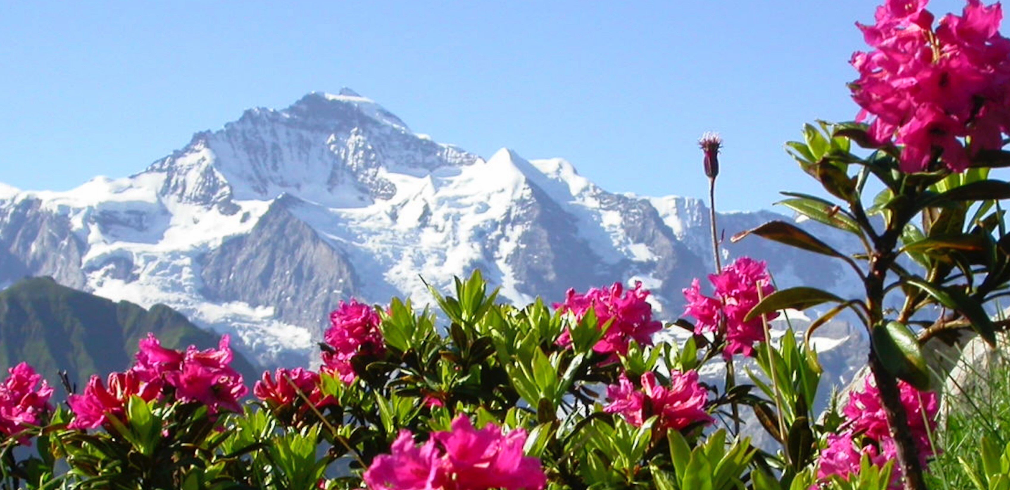 Alpenrose flowers with Swiss mountains in the background